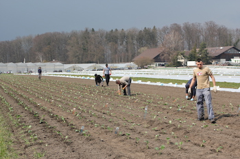 Production maraîchère sans pesticides